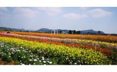 坡地花海造型設(shè)計(jì)｜2024地形改造與生態(tài)種植技術(shù)
