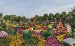 菊花花海設(shè)計施工全攻略 | 專業(yè)景觀解決方案