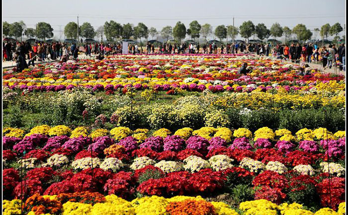 鄭州菊花花海設(shè)計(jì)案例實(shí)景圖