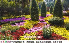 菊花花?；焐M合設(shè)計專業(yè)配色方案與實施標(biāo)準(zhǔn)