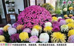 生態(tài)農(nóng)莊菊花主題景觀打造｜農(nóng)旅融合解決方案
