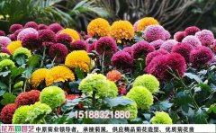 河南菊花花海設(shè)計公司 |設(shè)計施工一體化服務(wù)
