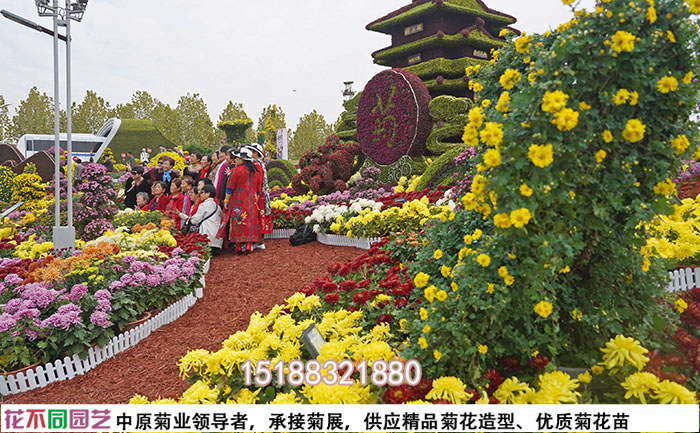菊花花海專業(yè)養(yǎng)護