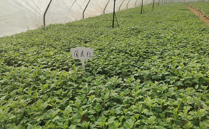 國慶菊種苗基地實拍