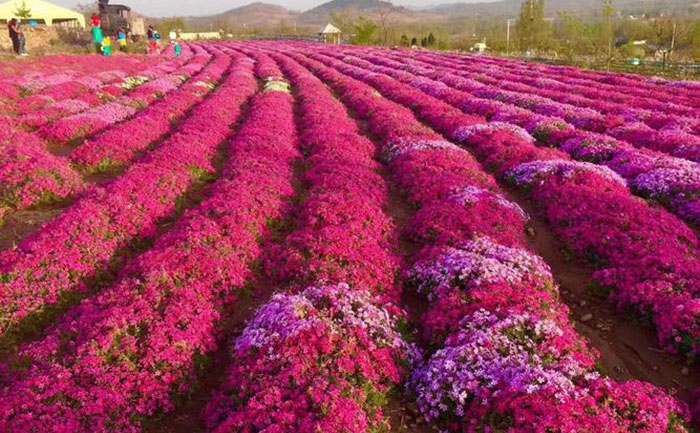國慶菊種苗開花實景圖