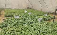 國慶菊種苗價格｜2024年品種報價與采購指南