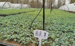 國慶菊扦插苗培育指南 | 專業(yè)種苗供應(yīng)