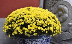 國慶菊種苗種類大全