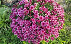 河南國慶菊種苗基地