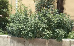 國慶菊分根苗優(yōu)缺點全解析|專業(yè)種苗培育指南