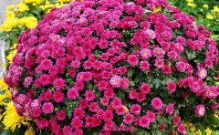 為什么我們專業(yè)供應(yīng)國慶菊扦插種苗