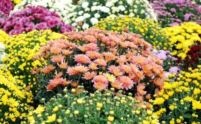 開(kāi)花的五顏六色的國(guó)慶菊