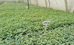 觀賞菊種苗選購(gòu)與栽培指南 - 打造繽紛菊花園