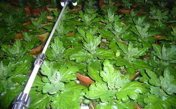 觀賞菊冬季防護(hù)措施實(shí)拍圖
