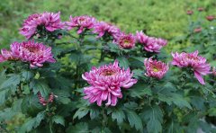 庭院種植觀賞菊種苗指南：選種、種植與養(yǎng)護(hù)全