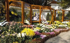 觀賞菊種苗價(jià)格解析-2024年最新市場行情與選購指