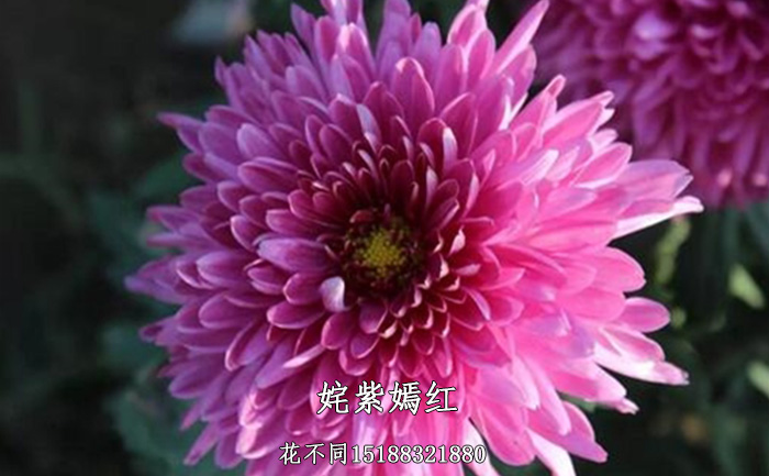 九月菊種苗基地實拍