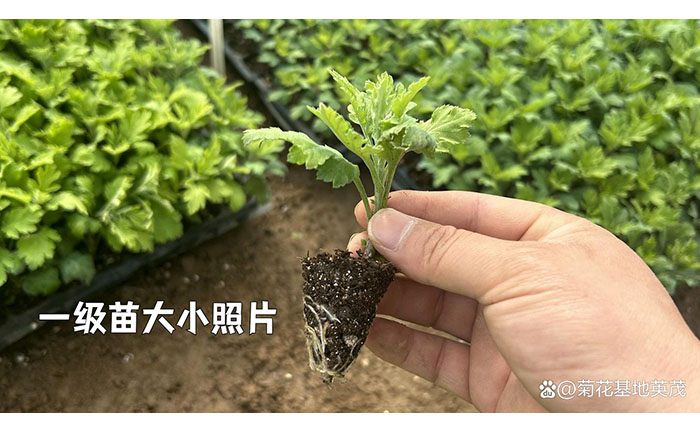 九月菊健康種苗生長狀態(tài)