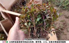 五色草種苗多少錢一棵？