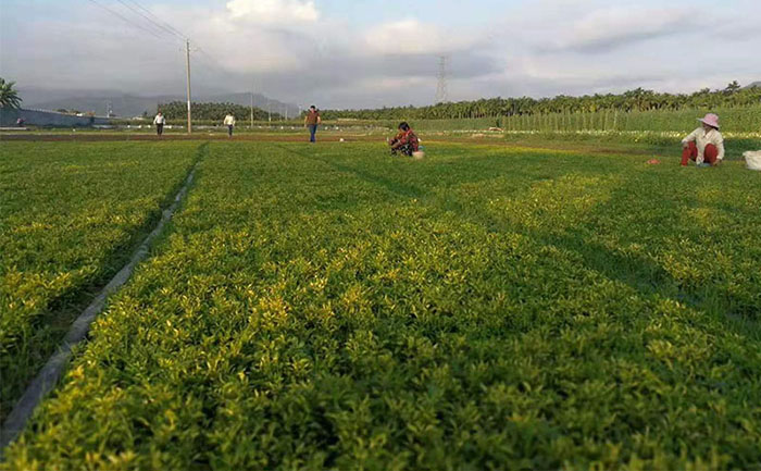 實驗室分級檢測過程 五色草種苗質(zhì)量檢測流程實拍