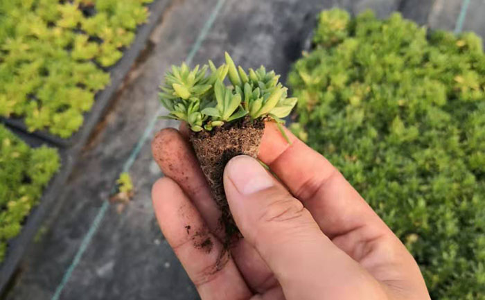 新品種形態(tài)特征展示 矮生五色草種苗性狀對(duì)比圖
