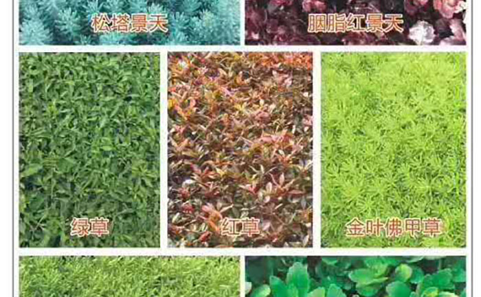 五色草種苗紅草綠草黃草葉片形態(tài)與生長(zhǎng)特征對(duì)比圖