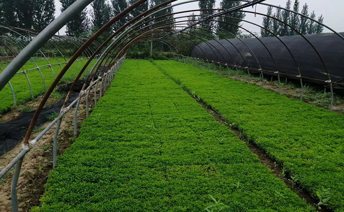 基質(zhì)成分可視化展示 五色草種苗專用基質(zhì)配制過(guò)程