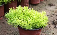 盆栽金葉佛甲草養(yǎng)護指南｜專業(yè)種植與景觀應(yīng)用