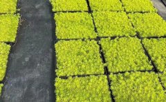 方盤金葉佛甲草專業(yè)培育基地｜工程苗木供應(yīng)商