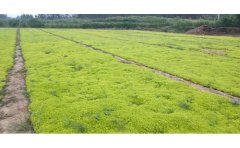 地栽金葉佛甲草種植技術(shù)｜專業(yè)方案與養(yǎng)護標(biāo)準(zhǔn)
