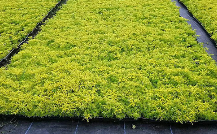 花不同園藝金葉佛甲草自動(dòng)化生產(chǎn)線