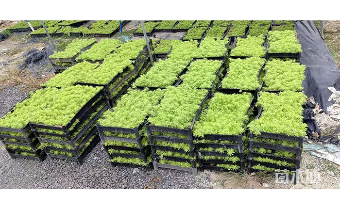 金葉佛甲草立體綠化實景