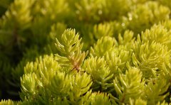 河南佛甲草種植基地｜專業(yè)供應與屋頂綠化解決