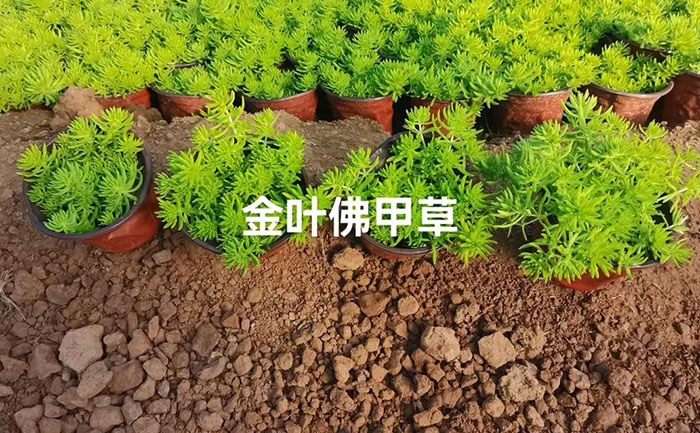 佛甲草低溫環(huán)境生長實拍