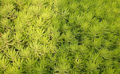 佛甲草屋頂降溫系統(tǒng)方案｜節(jié)能綠化技術
